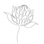line protea